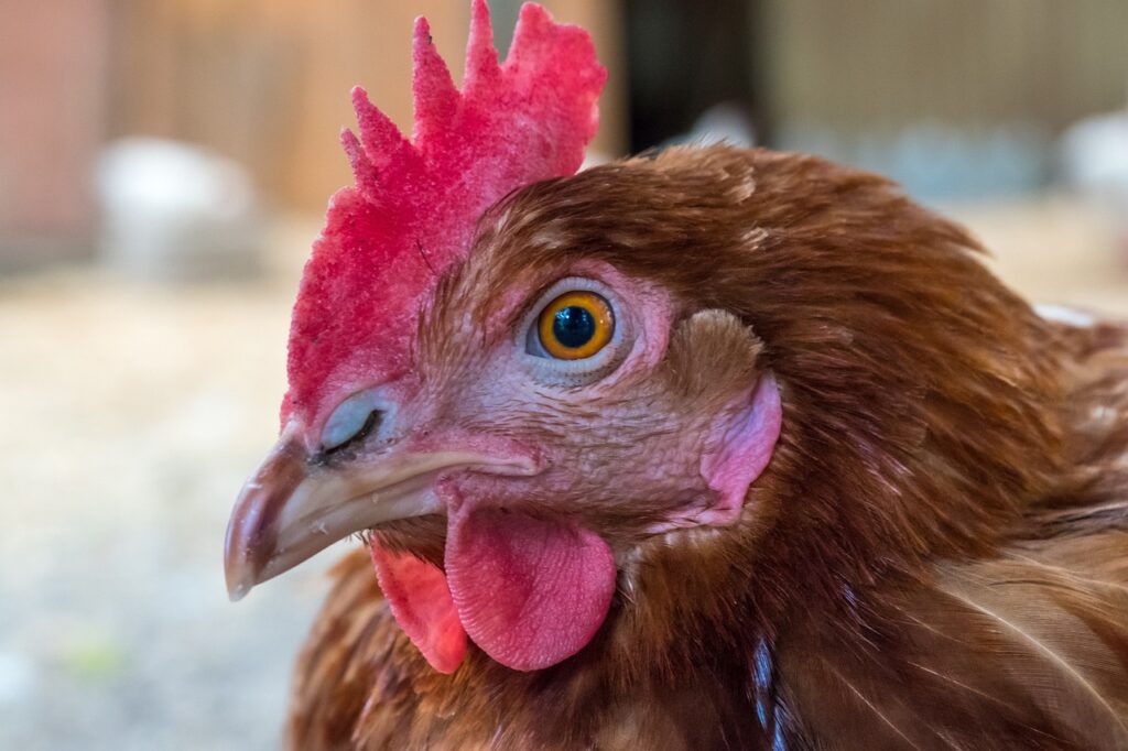 chicken, bird, farm yard, barn, view, eye, watch, poultry, nature, critical, judge, fix, portrait